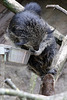 Binturong mit "Klotz" am Bein (Zoo Heidelberg)