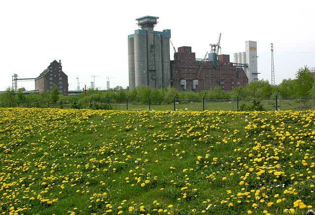 Pollenflug beim Rethe-Speicher