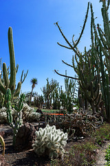 Kakteenwald im Jardim Botânico da Madeira (© Buelipix)