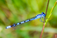 Common Bluet-DSA 0270