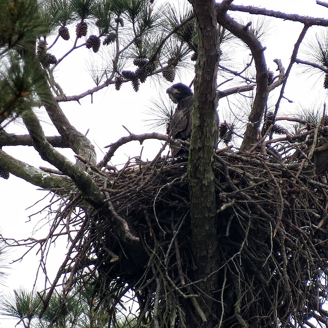 Young bald eagle