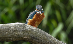 20190613 5166CPw [R~GB] Eisvogel, Wales