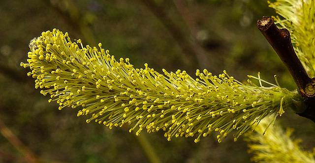 20200315 6862CPw [D~MI] Amur-Weide (Salix udensis), Sielpark, Bad Oeynhausen