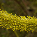 20200315 6862CPw [D~MI] Amur-Weide (Salix udensis), Sielpark, Bad Oeynhausen