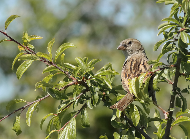 EOS 90D Peter Harriman 11 45 47 27165 Sparrow dpp