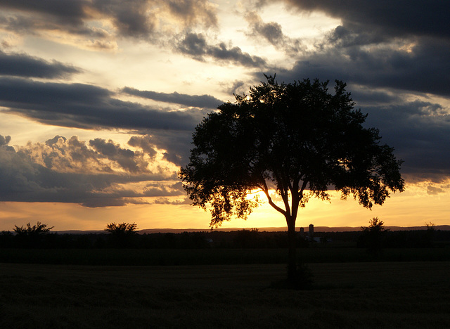 31/50 l'orme de M. Charbonneau, Mr. Charbonneau's elm tree