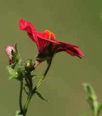 Nemesia rouge, la fleur qui a les glandes