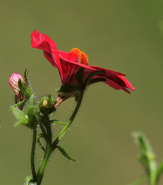 Nemesia rouge, la fleur qui a les glandes