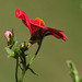 Nemesia rouge, la fleur qui a les glandes