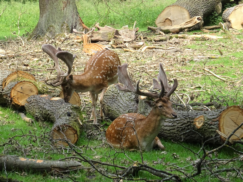 Damhirsche im Tiergarten