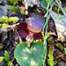 Helmet orchid