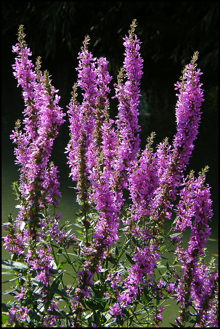 purple lythrum