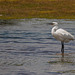 Little egret