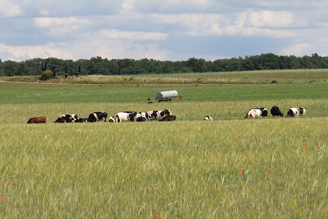 Kühe auf dem Oberfeld