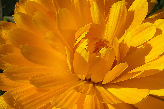 Au coeur de mes soucis... du jardin !