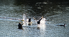 IMG 8079-FHD IMG 8079-FHD