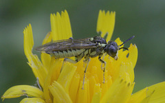 5T2A5092 Sawfly