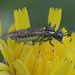 5T2A5092 Sawfly