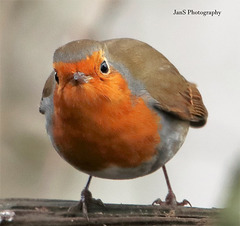 Watchful Eye.