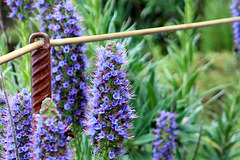 Echium candicans (Massaroco) HFF Echium candicans (Massaroco) HFF
