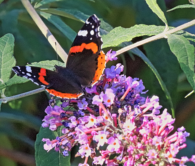 Red Admiral