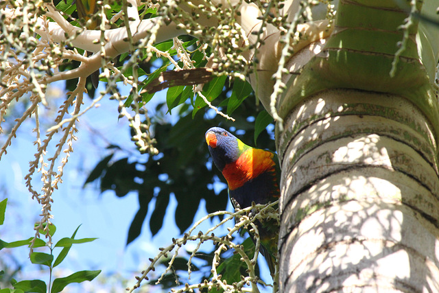 132/365 happy lorikeet