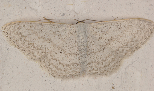 IMG 7222Moth