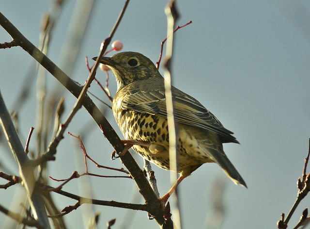 Mistle Thrush