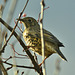 Mistle Thrush