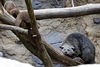 Zwergotter vs. Binturong (Zoo Heidelberg)