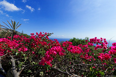 Bougainvillea im Jardim Botânico da Madeira (© Buelipix)