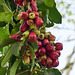 Malay Apple / Rose Apple / Syzygium sp. (perhaps S. malaccense), on way to Brasso Seco, Trinidad