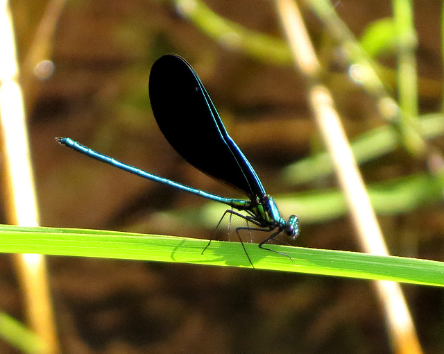 Ebony Jewelwing