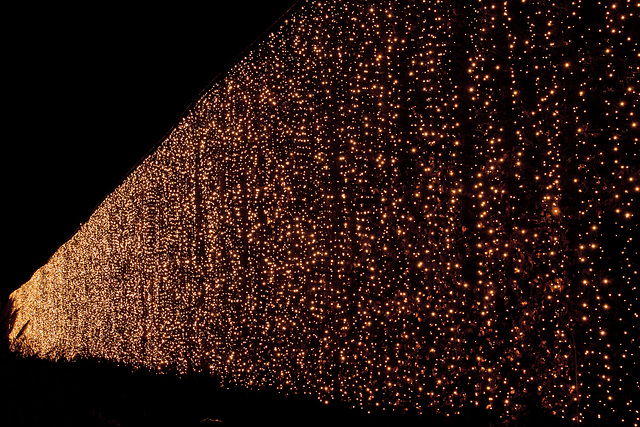 The giant beech hedge all lit up