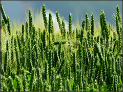 Wheat  vs Barley