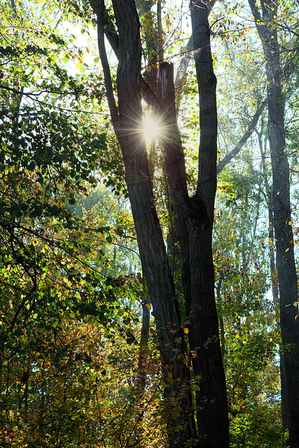 Sonnenstern im Herbstwald