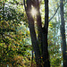 Sonnenstern im Herbstwald
