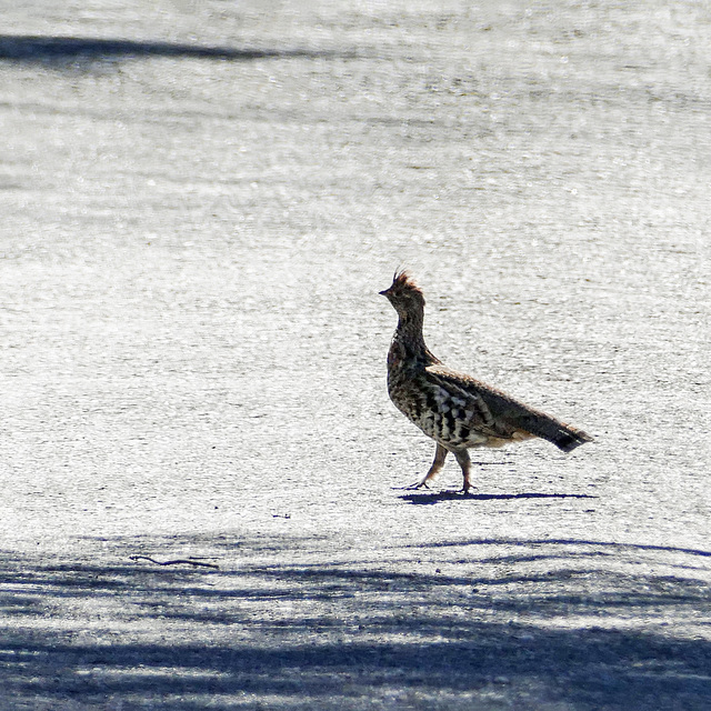 Day 12, Ruffed Grouse