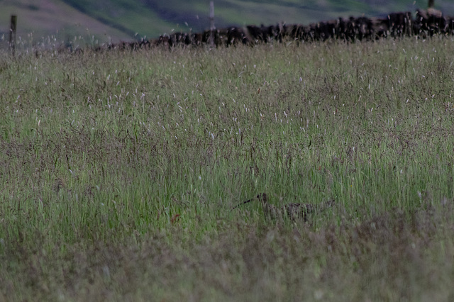 Curlew walking through long grasses