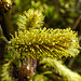 20200315 6863CPw [D~MI] Amur-Weide (Salix udensis), Sielpark, Bad Oeynhausen