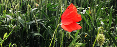 Papaver rhoeas