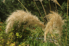 Grass Feathers