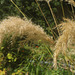 Grass Feathers