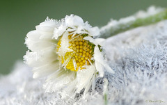 Daisy in Winter Cloth...