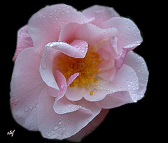 a beauty of my rosebush