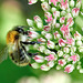 Common Carder Bee on Sedum