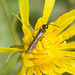 5T2A5112 Sawfly-1