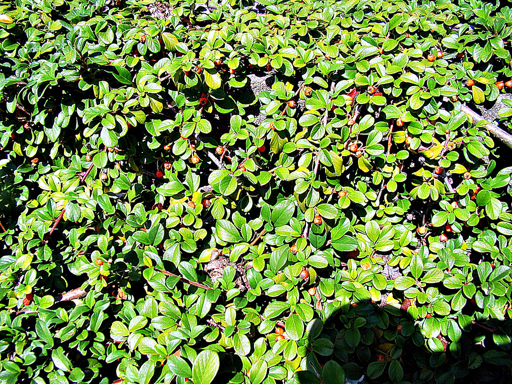 On Our Front Steps