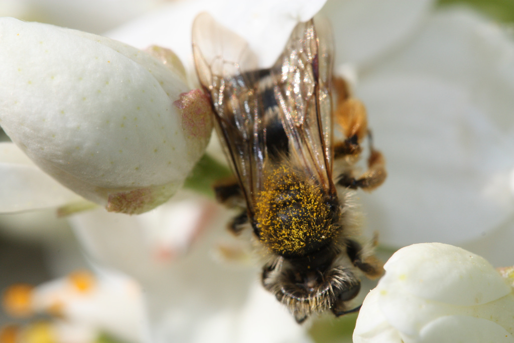 belle abeille  de Loire Atlantique