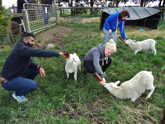 lamb breakfast